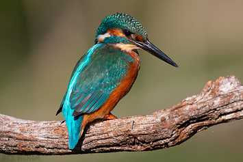 Common Kingfisher | Male