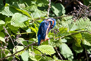 Common Kingfisher | Male