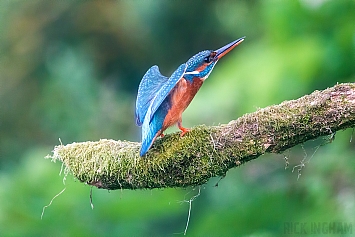 Common Kingfisher | Female