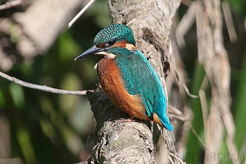 Common Kingfisher | Male Juvenile