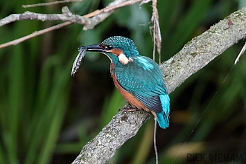 Common Kingfisher | Juvenile Male