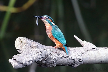 Common Kingfisher | Juvenile Female