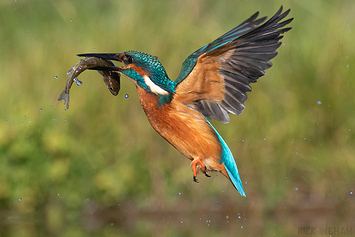 Common Kingfisher | Male