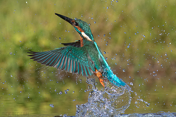 Common Kingfisher | Male