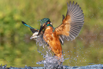 Common Kingfisher | Male