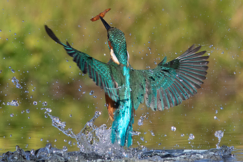 Common Kingfisher | Male