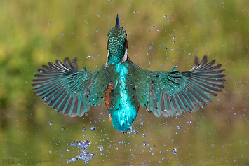 Common Kingfisher | Male