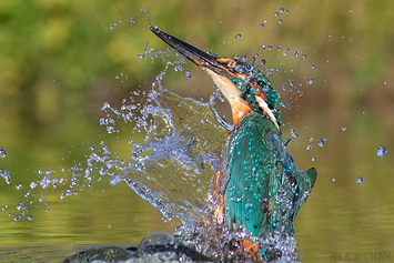 Common Kingfisher | Male