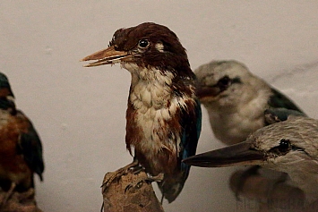 White Throated Kingfisher Taxidermy