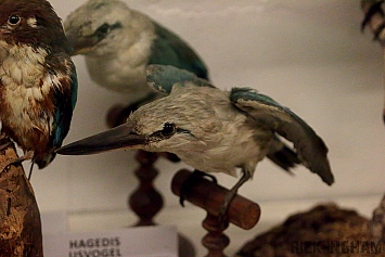 Halmahera Kingfisher Taxidermy