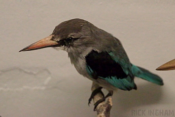 Blue Breasted Kingfisher Taxidermy