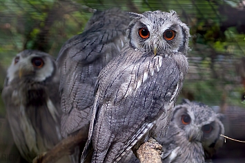 Northern White Faced Owl