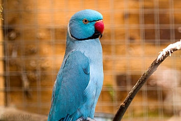 Blue Indian Ringneck Parakeet