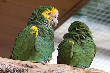 Yellow Shouldered Amazon Parrot