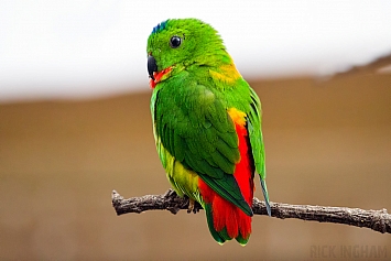 Blue Crowned Hanging Parrot
