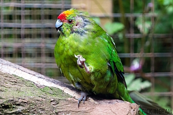 Lilacine Amazon Parrot