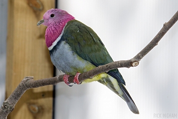 Pink-headed Fruit Dove