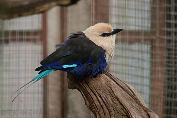 Blue-bellied Roller