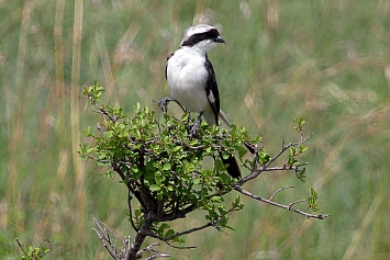 White Crowned Shrike