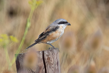 Long-Tailed Shrike
