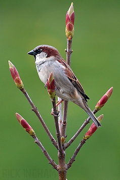 House Sparrow | Male