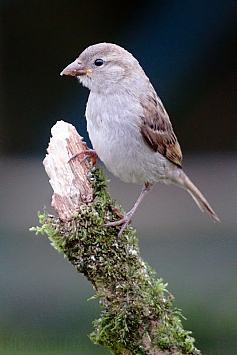 House Sparrow | Juvenile