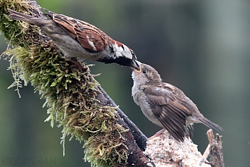 House Sparrow | Male + Juvenile