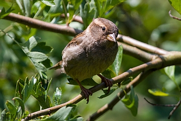 House Sparrow | Female