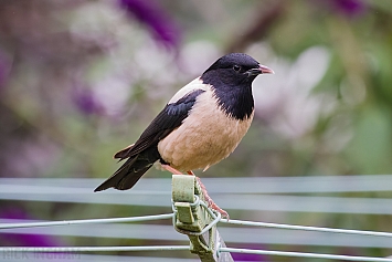 Rose Coloured Starling / Rosy Starling
