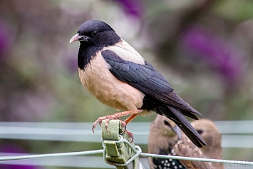 Rose Coloured Starling / Rosy Starling