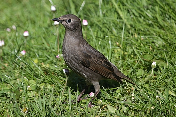 Juvenile Starling