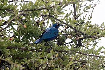 Greater Blue-eared Glossy Starling