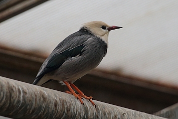 Red-billed Starling