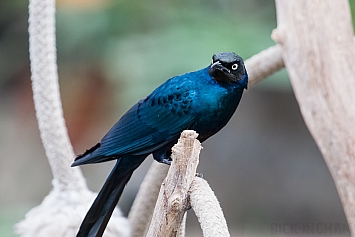 Meves' Long-tailed Glossy Starling