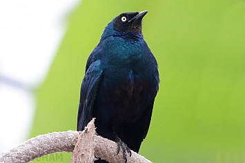 Meves' Long-tailed Glossy Starling