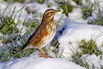 Thrushes/Chats