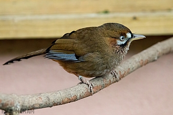 Moustached Laughingthrush