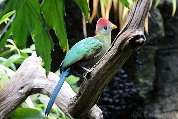 Red Crested Turaco