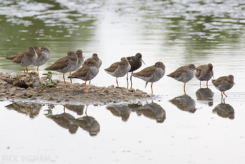 Spotted Redshank (Summer Plumage) with Common Redshank