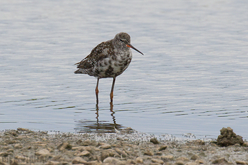 Spotted Redshank (Summer Plumage)