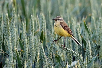 Yellow Wagtail | Female