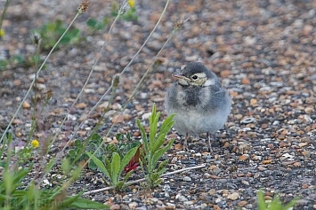 Juvenile | Pied Wagtail