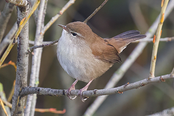 Cetti's Warbler