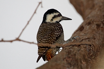 Bearded Woodpecker | Female