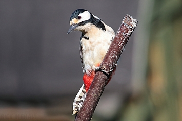 Great Spotted Woodpecker | Female