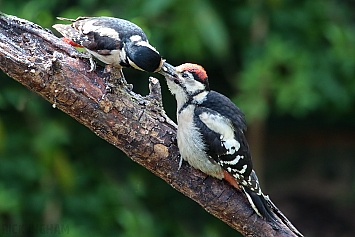 Great Spotted Woodpecker | Female + Juvenile