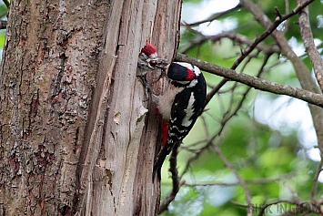 Great Spotted Woodpecker | Male + Juvenile