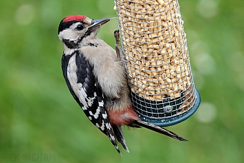 Great Spotted Woodpecker | Juvenile