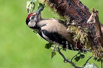Great Spotted Woodpecker | Juvenile