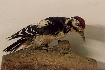 Great Spotted Woodpecker | Juvenile Taxidermy